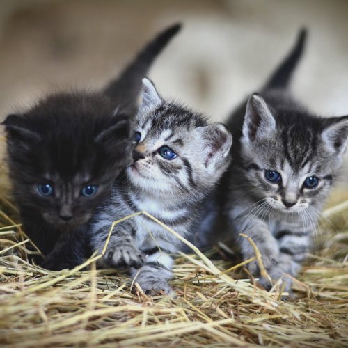 Пазл «Три маленьких котёнка»