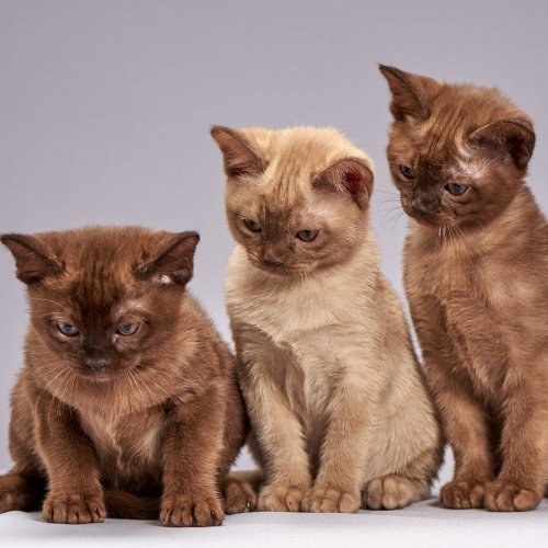 Пазл «Три маленьких котика»