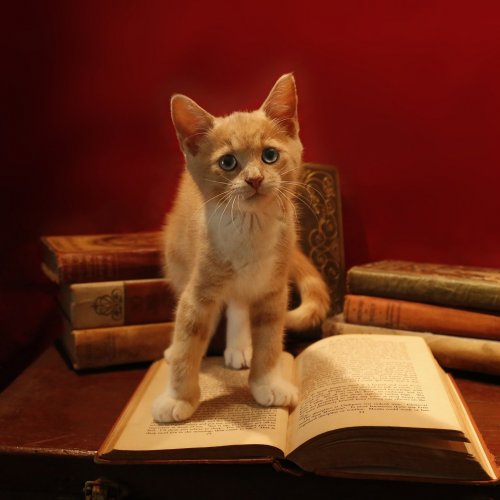 Пазл: Котёнок и книги
