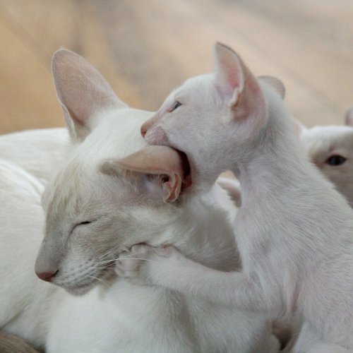 Пазл «Белая кошка с котятами»