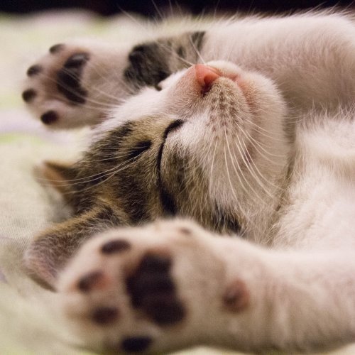 Пазл «Спящий маленький котик»