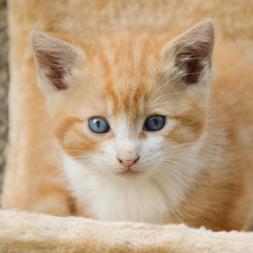 Пазл «Рыжий симпатичный котёнок»