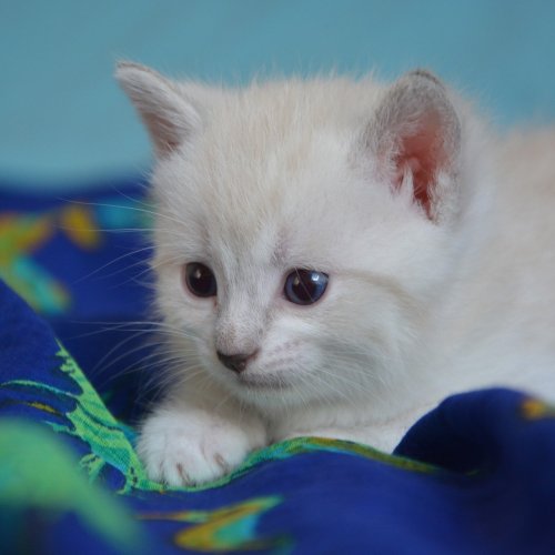 Пазл «Котёнок на синей ткани»