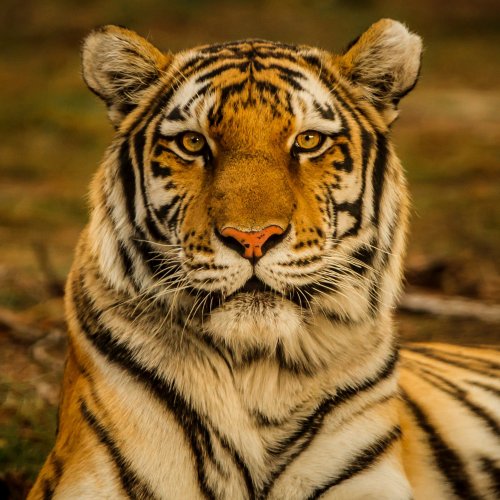 Пазл «Красивый тигр»