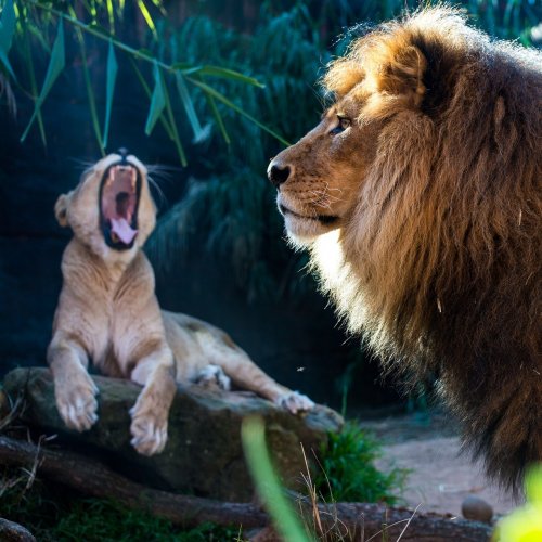 Пазл «Лев и львёнок»