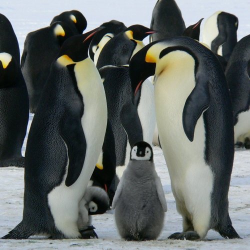 Пазл «Императорские пингвины»
