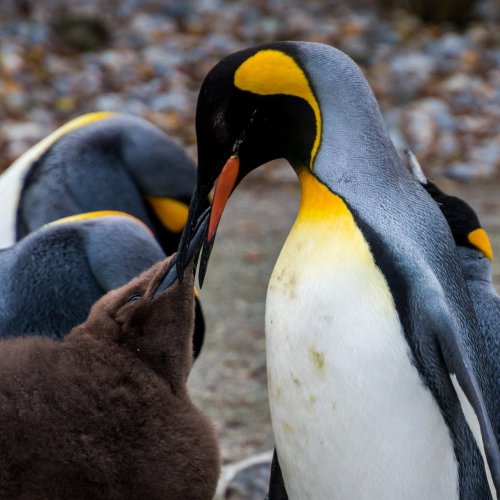 Пазл «Пингвин в пингвинёнком »