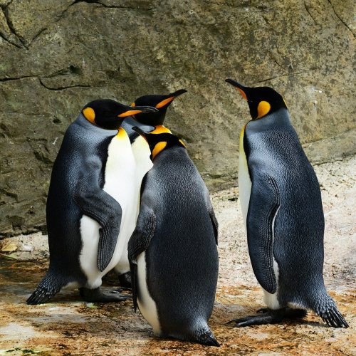 Пазл «Четыре пингвина»