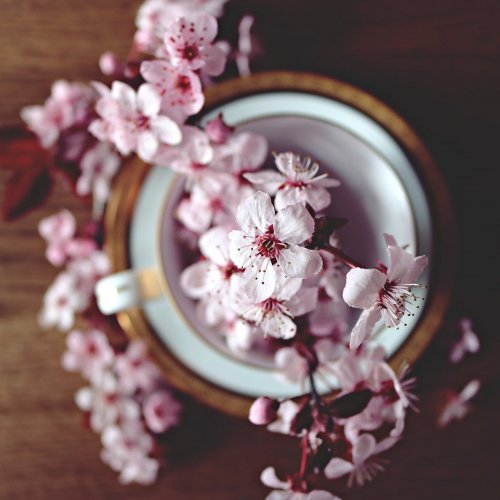 Пазл «Цветы вишни в чашке»