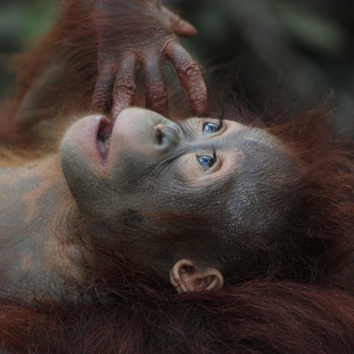 Пазл «Обезьянки: Детёныш орангутанга»