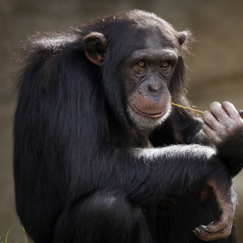 Пазл «Шимпанзе с травинкой»