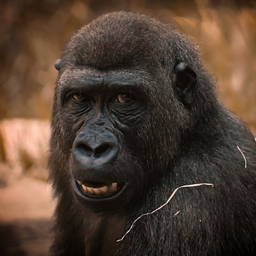 Пазл онлайн: Портрет гориллы
