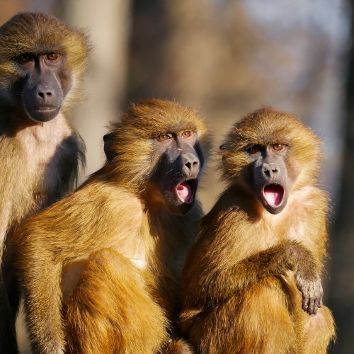 Пазл «Берберские обезьяны»
