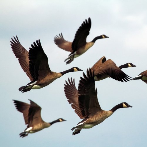Пазл «Летящие гуси»