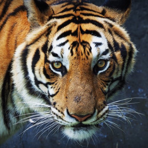 Пазл «Грустный тигр»