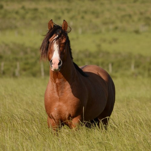 Пазл «Красивая лошадка в поле»
