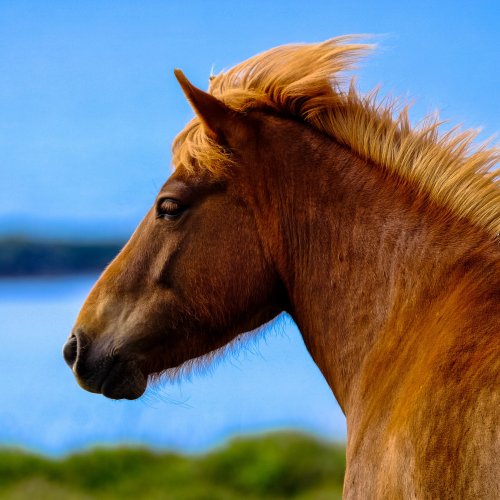 Пазл «Рыжий конь на фоне неба»