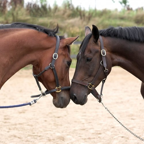 Пазл «Влюблённые лошади»