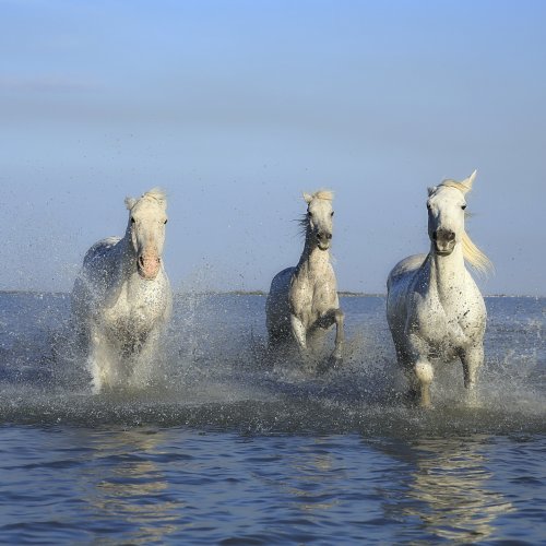 Пазл «Три лошадки в воде»