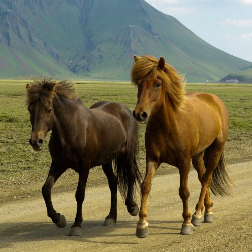 Пазл «Две лошади на дороге в горах»
