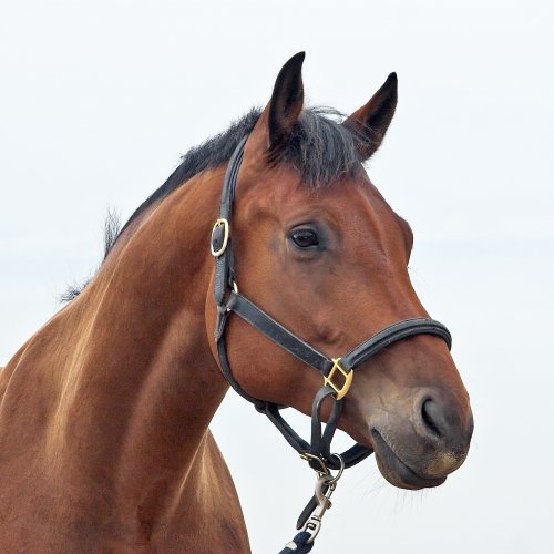 Пазл «Красивый конь»
