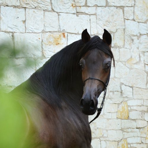 Пазл «Очень красивая лошадь»