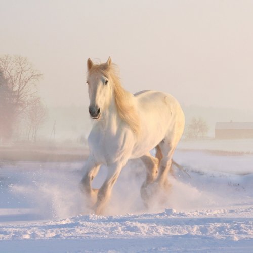 Пазл онлайн: Белый конь на снегу