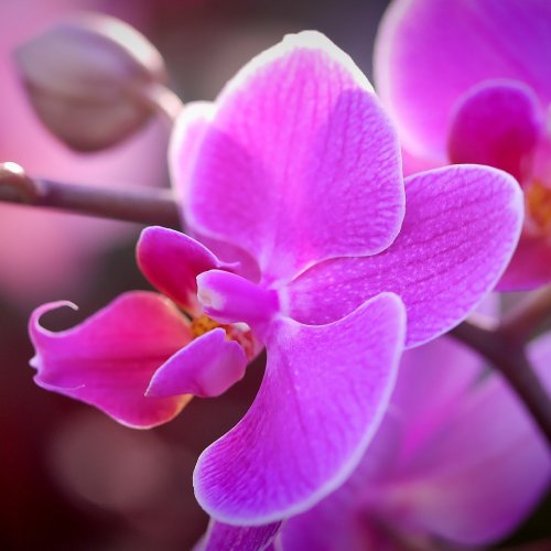 Пазл: Фиолетовая орхидея