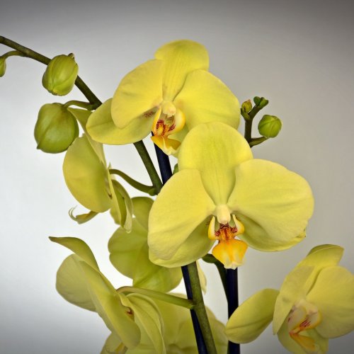 Пазл онлайн: Жёлтая орхидея