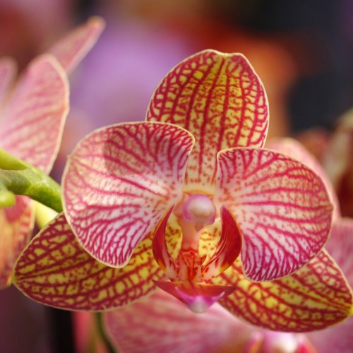 Пазл онлайн: Красивая орхидея