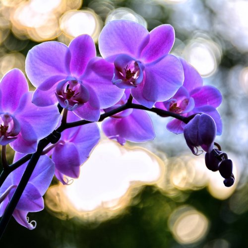 Пазл онлайн: Сиреневая орхидея
