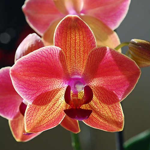 Пазл онлайн: Яркая орхидея