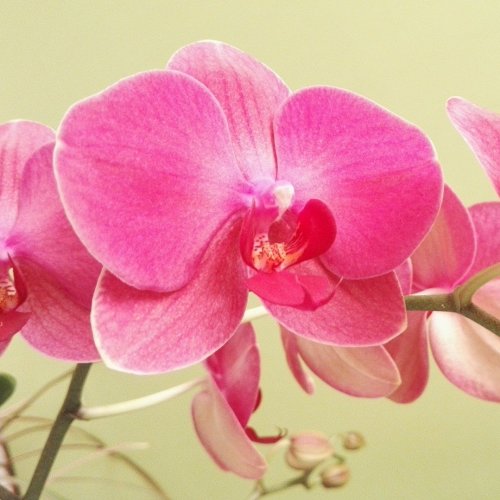 Пазл онлайн: Ярко-розовая орхидея