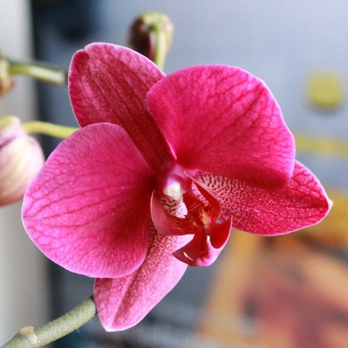 Пазл онлайн: Цветущая орхидея