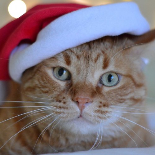 Пазл онлайн: Рыжий кот на Новый год