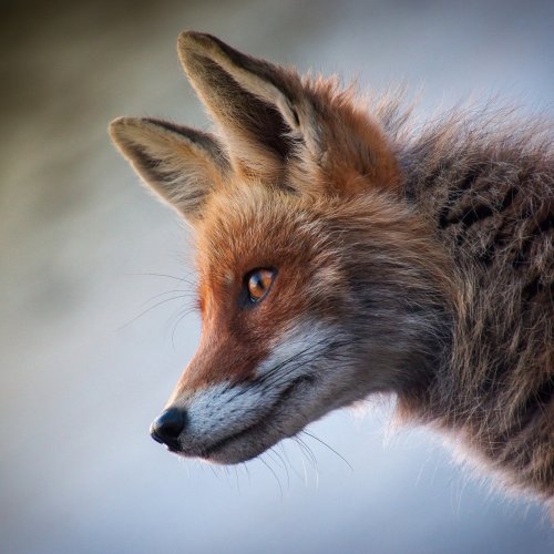 Пазл онлайн: Любопытный лис