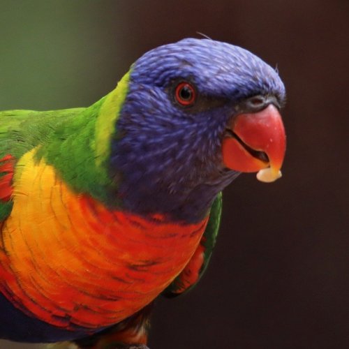 Пазл онлайн: Разноцветный попугай