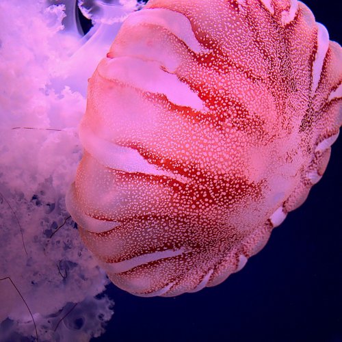 Пазл онлайн: Розовая медуза