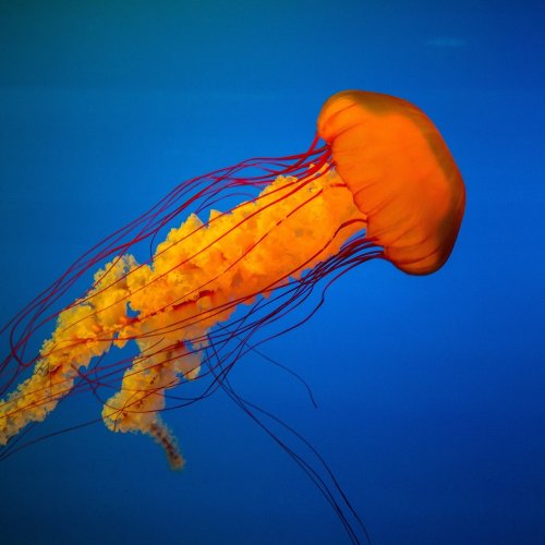 Пазл: Оранжевая медуза