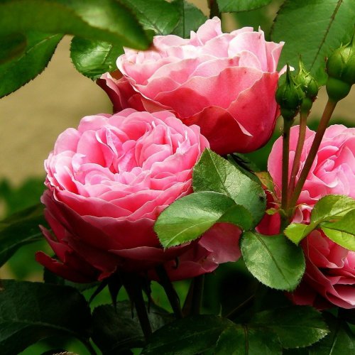 Пазл онлайн: Садовая роза