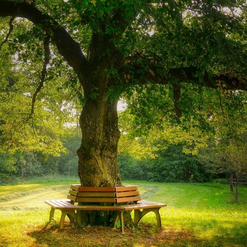 Пазл онлайн: Отдохни под деревом!