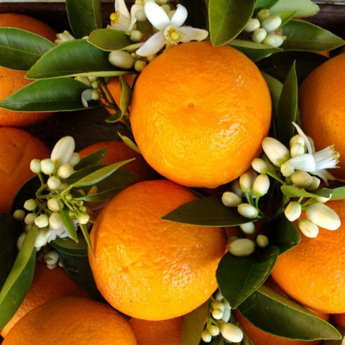 Пазл: Апельсины и цветы