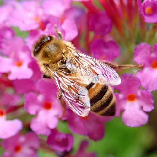 Пазл: Пчела за работой