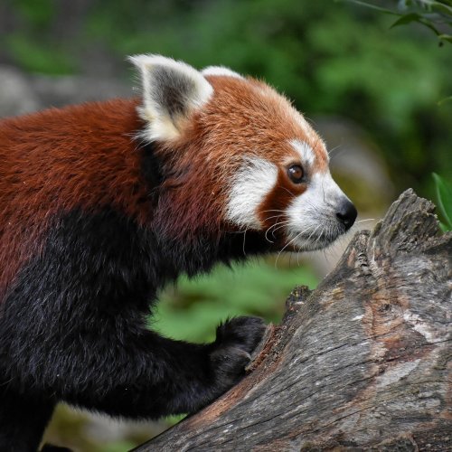 Пазл: Красная панда