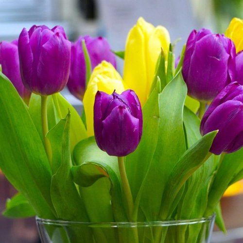 Пазл: Разноцветные тюльпаны