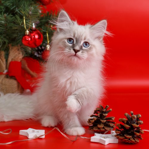 Пазл онлайн: Новогодний котёнок