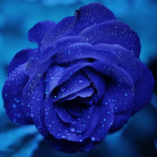 Пазл «Синяя роза»