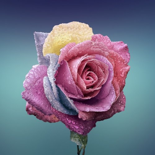 Пазл «Радужная роза»
