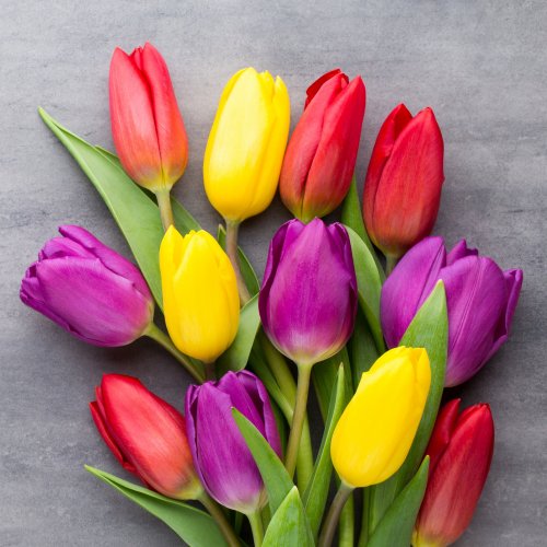 Пазл онлайн: Букет разноцветных тюльпанов