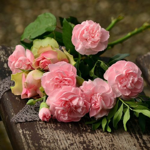 Пазл онлайн: Нежно-розовые розы